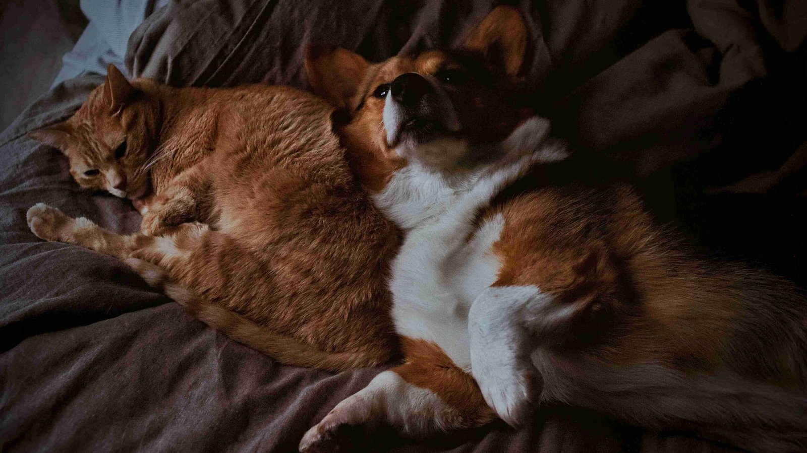 senior pet wellness NW Calgary