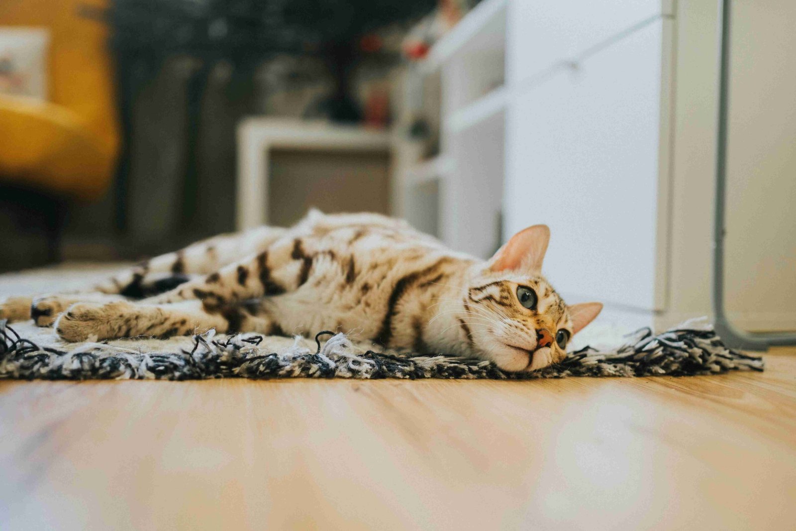 lily toxicity cats NW Calgary