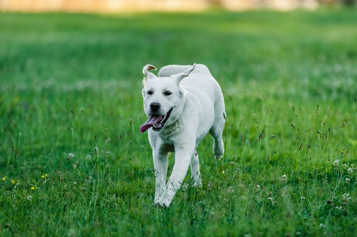 Active dog running on grass, illustrating a healthy weight for pets in Calgary