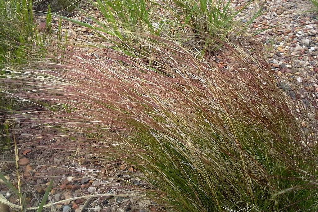 Purple three-awn (Aristida purpurea var. longiseta)
