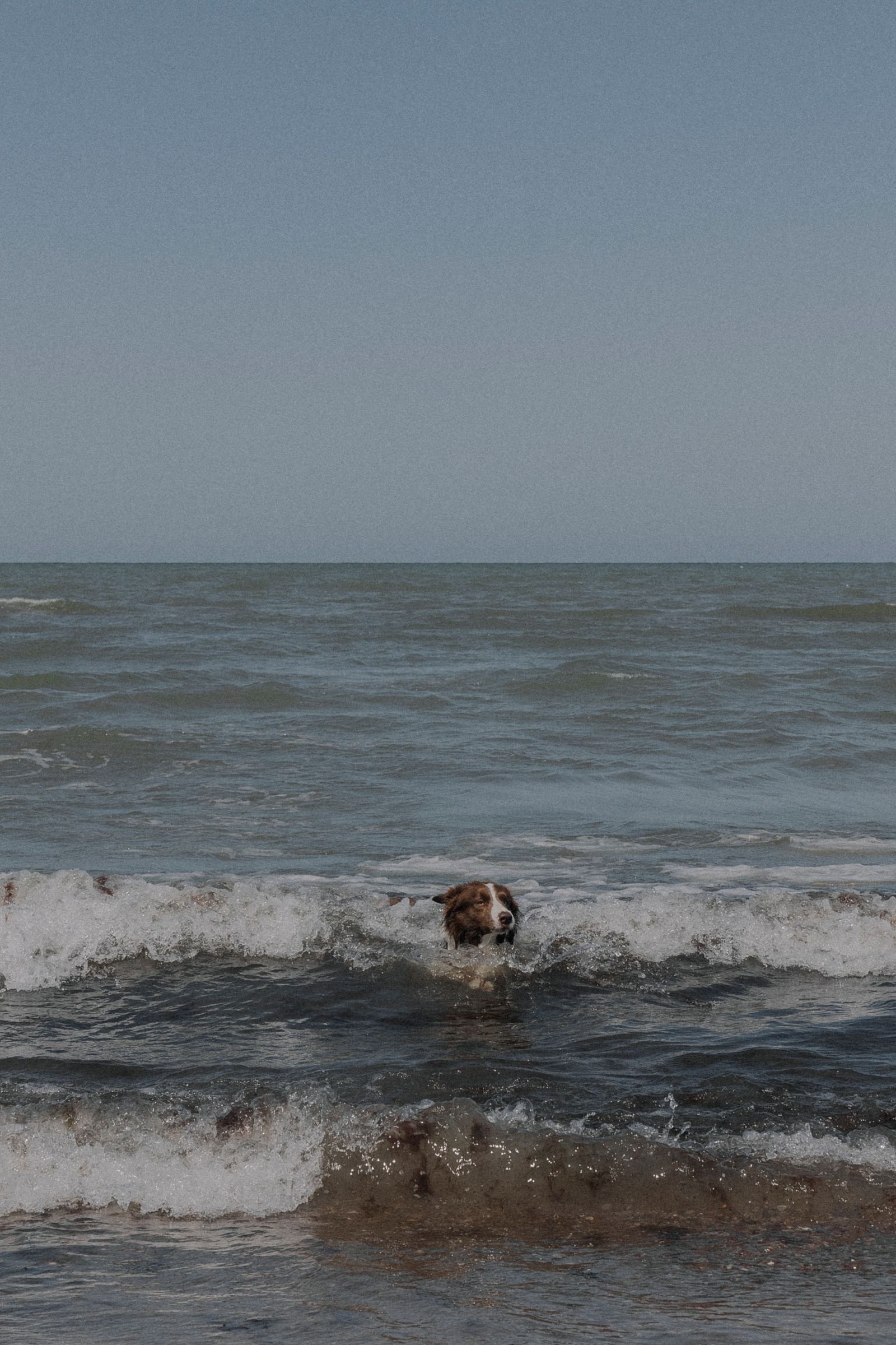 Dog cooling off in the water on a hot summer day, summer pet safety in Bowness, Calgary