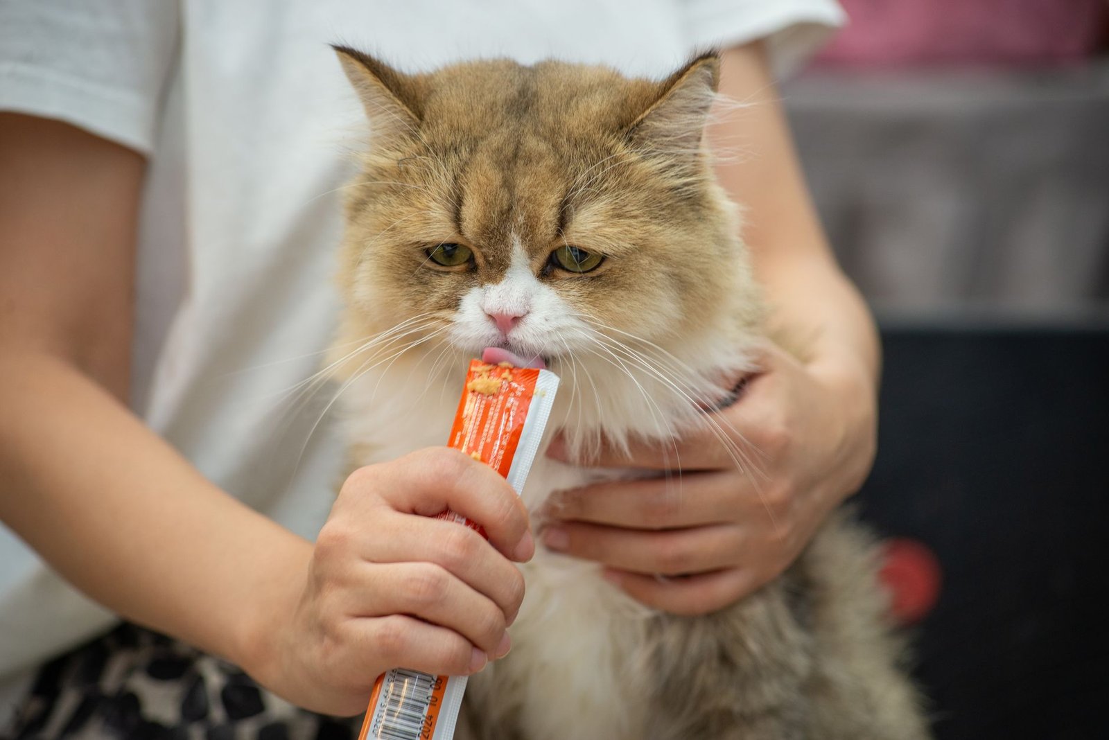 Fluffy Persian cat enjoying a treat held by a person's hands indoors.